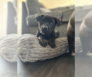 Labrottie Dogs for adoption in Phoenix, AZ, USA