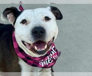 American Pit Bull Terrier Dogs for adoption in Pueblo, CO, USA