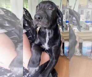 German Shorthaired Pointer-Retriever  Mix Dogs for adoption in Stroudsburg, PA, USA