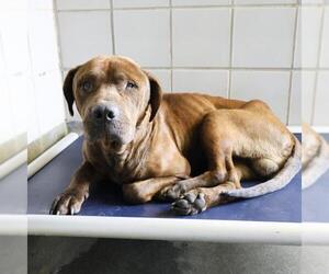 Mastiff-Unknown Mix Dogs for adoption in San Antonio, TX, USA
