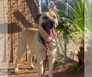 Black Mouth Cur-Unknown Mix Dogs for adoption in phoenix, AZ, USA