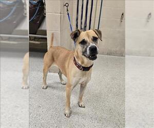 American Pit Bull Terrier-Labrador Retriever Mix Dogs for adoption in Conroe, TX, USA