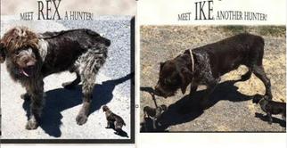 Medium Photo #1 German Wirehaired Pointer Puppy For Sale in Incline Village, NV, USA
