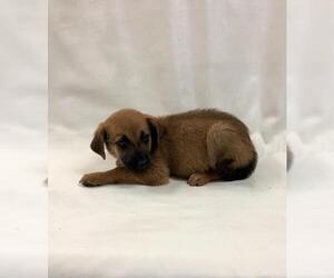 Doxie-Pin Dogs for adoption in Morton Grove, IL, USA