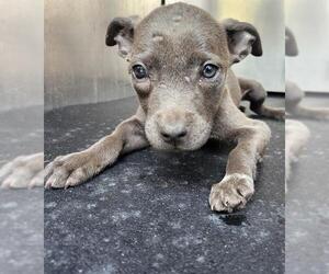 American Staffordshire Terrier-Unknown Mix Dogs for adoption in San Antonio, TX, USA