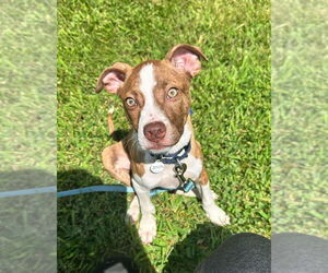 Mutt Dogs for adoption in Candler, NC, USA