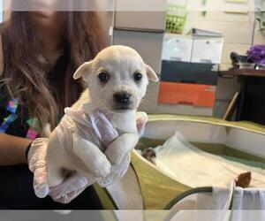 Mutt Dogs for adoption in Raleigh, NC, USA