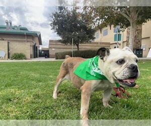 Bulldog Dogs for adoption in Riverside, CA, USA