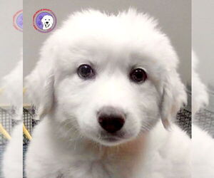 Great Pyrenees Dogs for adoption in Spring, TX, USA