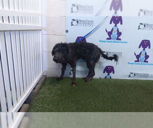 Miniature Schnauzer-Unknown Mix Dogs for adoption in Orlando, FL, USA