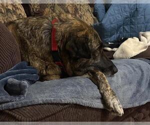 German Shepherd Dog-Holland Shepherd Mix Dogs for adoption in Incline Village, NV, USA