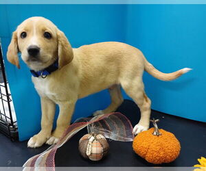 Beagle-Vizsla Mix Dogs for adoption in Attalka, AL, USA