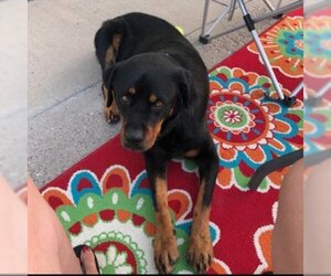 Rottweiler Dogs for adoption in Grand Junction, CO, USA