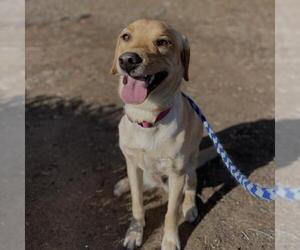 Labrador Retriever Dogs for adoption in San Diego, CA, USA