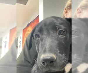 Labrador Retriever Dogs for adoption in Bakersfield, CA, USA