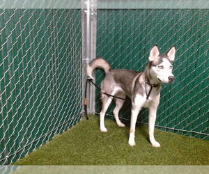 Siberian Husky-Unknown Mix Dogs for adoption in Downey, CA, USA