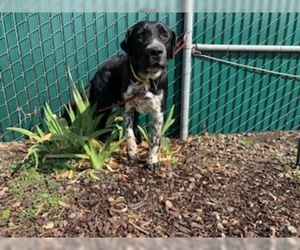 Borador Dogs for adoption in Visalia, CA, USA
