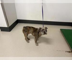 French Bulldog Dogs for adoption in Corona, CA, USA