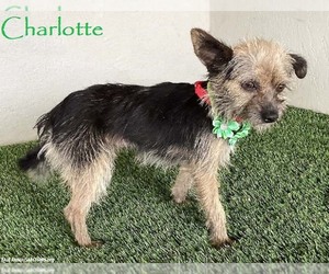 Cairn Terrier-Unknown Mix Dogs for adoption in San Diego, CA, USA