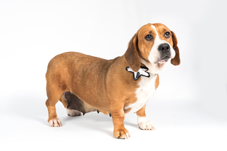 Bully Basset Dogs for adoption in St. Louis Park, MN, USA