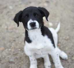 Border Collie-Unknown Mix Dogs for adoption in Dodson, MT, USA