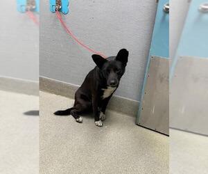 Labrador Retriever-Unknown Mix Dogs for adoption in Las Vegas, NV, USA