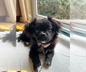 Shih Tzu-Unknown Mix Dogs for adoption in Wheaton, IL, USA
