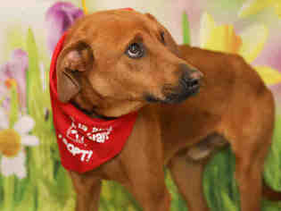 Redbone Coonhound-Unknown Mix Dogs for adoption in Waynesville, NC, USA