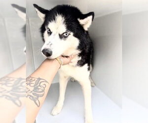 Medium Photo #2 Siberian Husky Puppy For Sale in Houston, TX, USA
