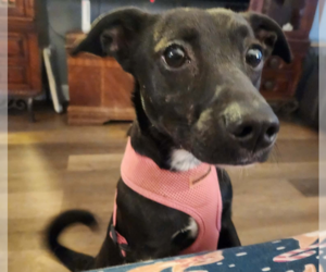 Chiweenie Dogs for adoption in garner, NC, USA