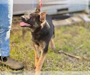 German Shepherd Dog Dogs for adoption in Santa Rosa, CA, USA