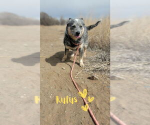 Mutt Dogs for adoption in Monte Vista, CO, USA