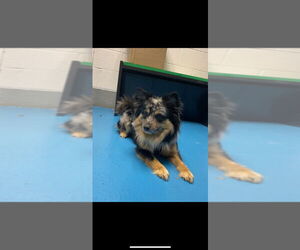 Australian Shepherd-Unknown Mix Dogs for adoption in Muskegon, MI, USA