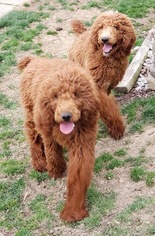 Poodle (Standard) Dogs for adoption in Smithfield, PA, USA