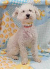 Poodle (Toy) Dogs for adoption in Olalla, WA, USA