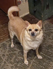 Chihuahua Dogs for adoption in Monkton, MD, USA