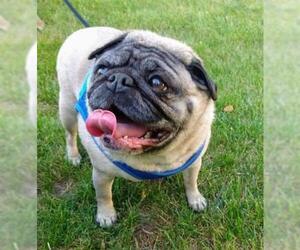 Pug Dogs for adoption in Des Moines, IA, USA