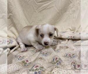 Chihuahua-Unknown Mix Dogs for adoption in Modesto, CA, USA