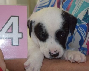 Borador Dogs for adoption in SHERBURNE, NY, USA