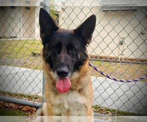 German Shepherd Dog Dogs for adoption in Orlando, FL, USA