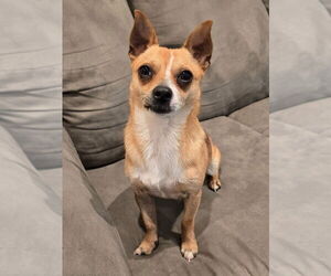 Chihuahua-Unknown Mix Dogs for adoption in OKLAHOMA CITY, OK, USA