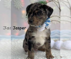 Australian Shepherd Dogs for adoption in Maple Grove, MN, USA