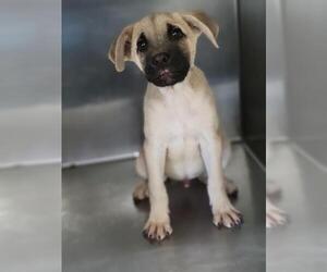 Anatolian Shepherd-Unknown Mix Dogs for adoption in San Andreas, CA, USA