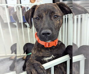 Mutt Dogs for adoption in Milner, GA, USA