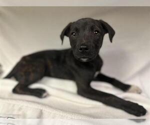American Pit Bull Terrier-Unknown Mix Dogs for adoption in HESPERIA, CA, USA