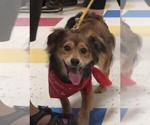 Chion Dogs for adoption in Fredericksburg, VA, USA