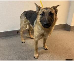 German Shepherd Dog Dogs for adoption in HESPERIA, CA, USA