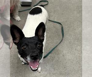 Rat Terrier Dogs for adoption in HESPERIA, CA, USA