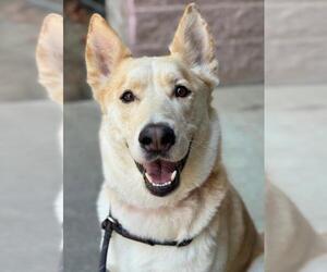 - Mix Dogs for adoption in Woodland, CA, USA