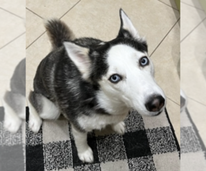 Siberian Husky Dogs for adoption in Carrollton, TX, USA